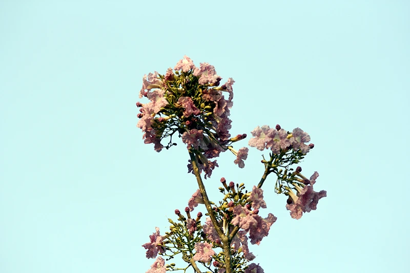 Hoa kèn hồng trên phố Sài Gòn ảnh 5